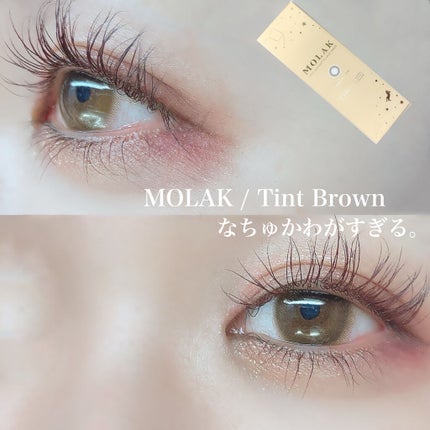 MOLAK 1day ティントブラウン/MOLAK/ワンデー(1DAY)カラコンを使ったクチコミ(1枚目)