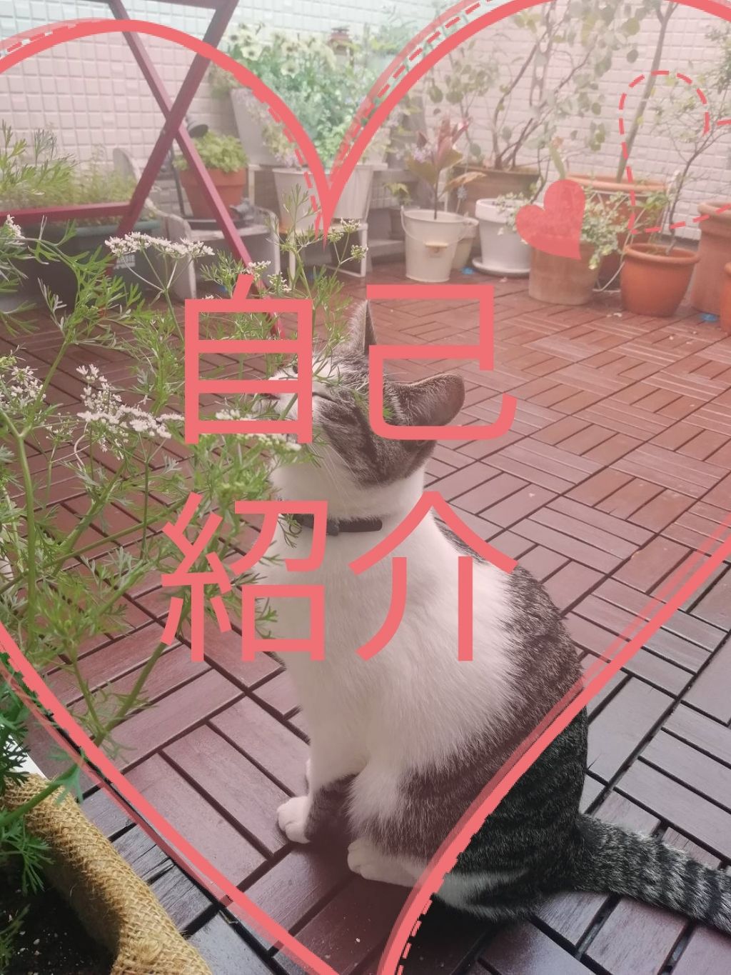 みやみ on LIPS 「初めまして。みやみと申します(*..)))簡単なプロフィール⇩..」(1枚目)