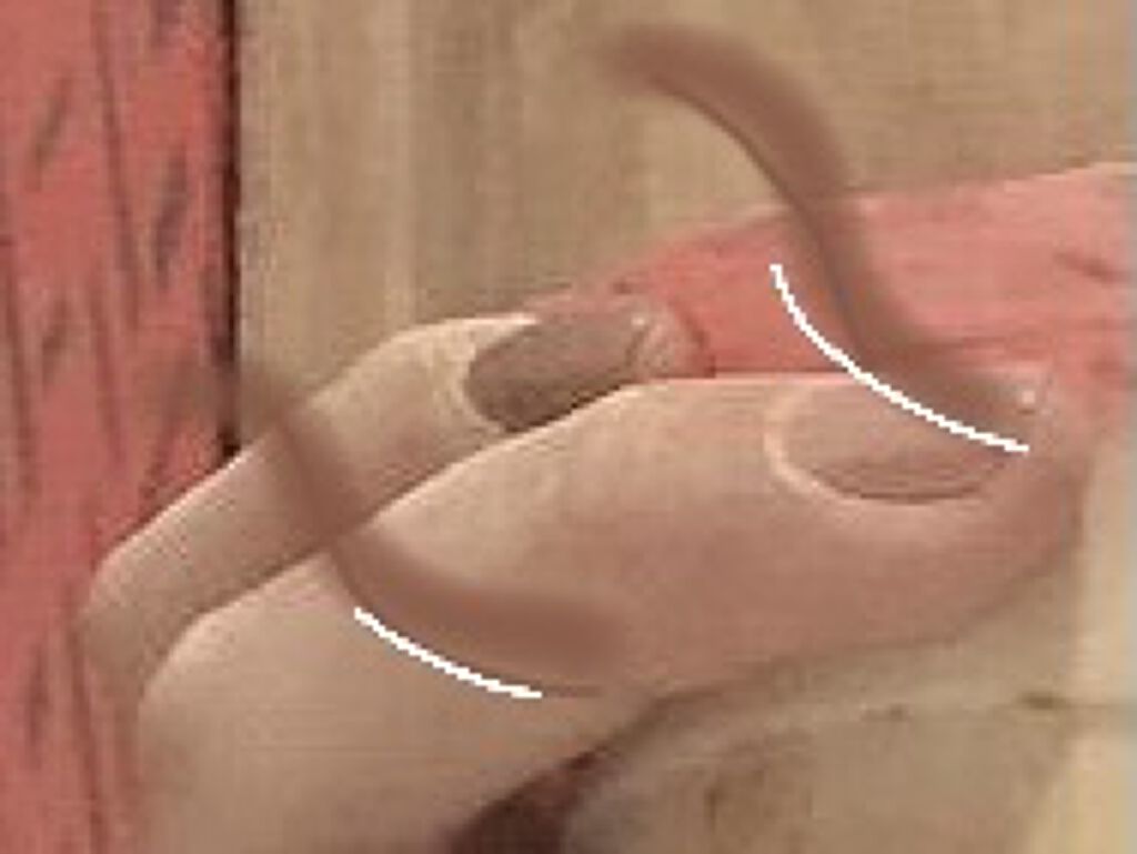 ナチュラルネイルカラーN 023 ミルクチョコレート/デュカート/マニキュアを使ったクチコミ（1枚目）