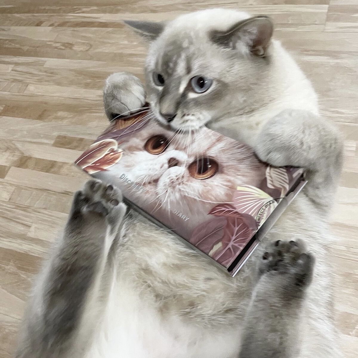 エクスプローラ12色 動物アイシャドウパレット/PERFECT DIARY/アイシャドウパレットを使ったクチコミ（3枚目）