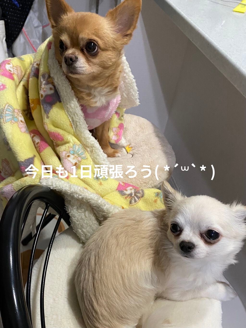 ぷぅぴぃ《紫コス部💜💗》 on LIPS 「おはようございますヽ(•̀ω•́)ゝ2021年1月25日ぷぅま..」(9枚目)