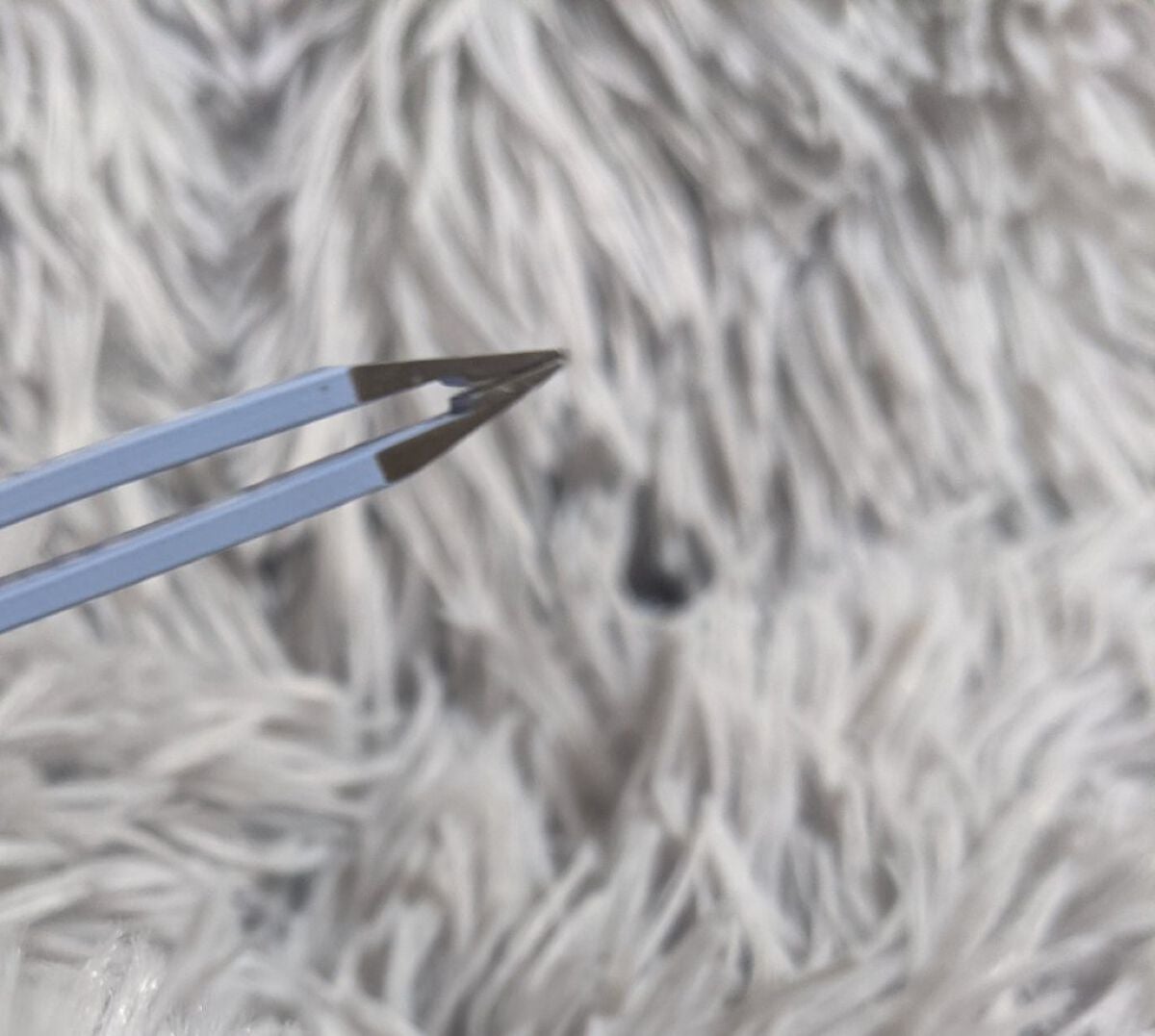 がっちりキャッチ毛抜き(ニュアンスブルー)/貝印/毛抜きを使ったクチコミ(3枚目)