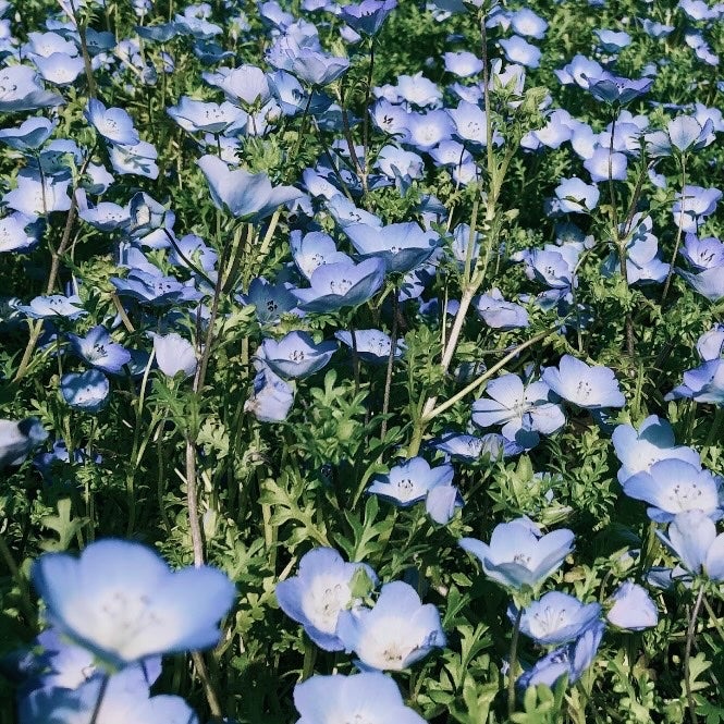 エリザベスアーデングリーンティーオードトワレ/エリザベス アーデン(海外)/香水(レディース)を使ったクチコミ(3枚目)