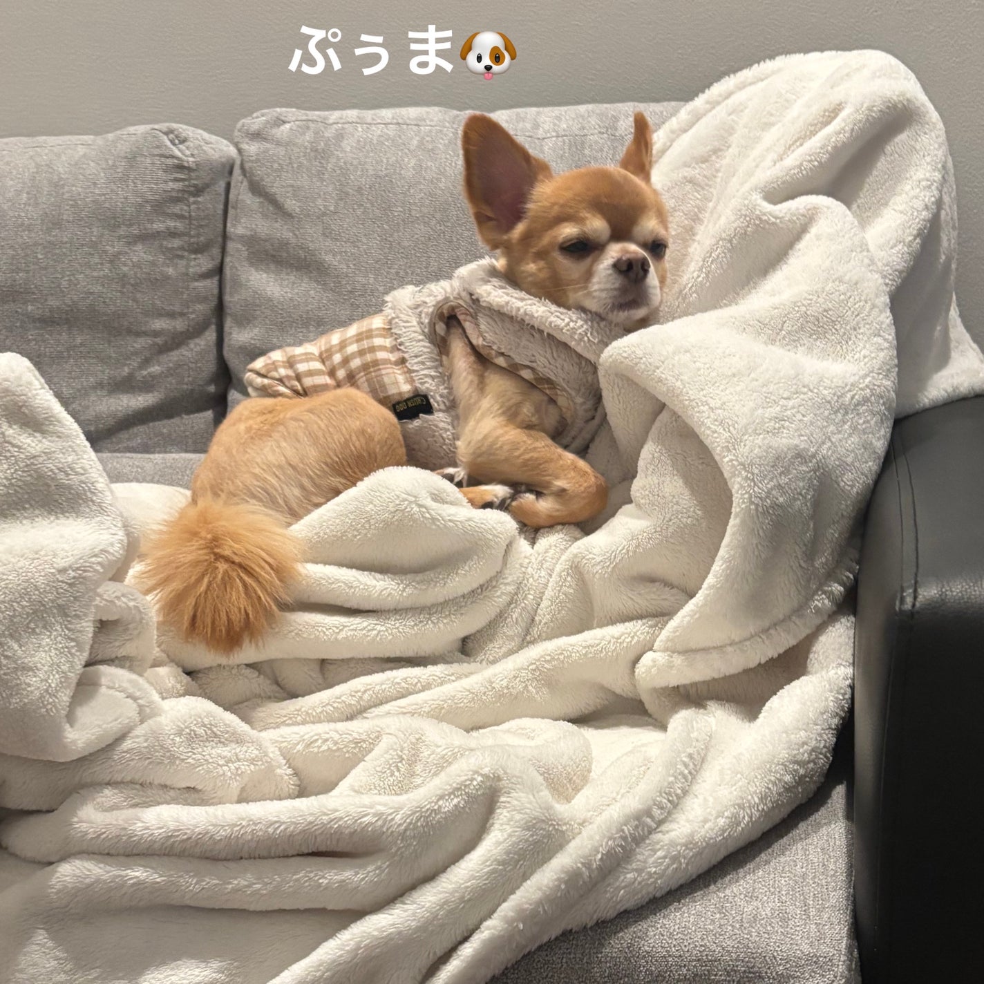 リップスティック スクレドール/PAUL & JOE BEAUTE/リップクリームを使ったクチコミ(5枚目)