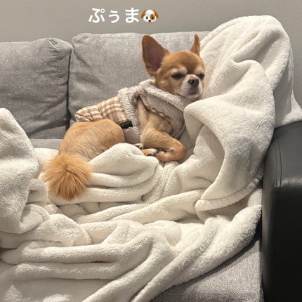 リップスティック スクレドール/PAUL & JOE BEAUTE/リップクリームを使ったクチコミ(5枚目)