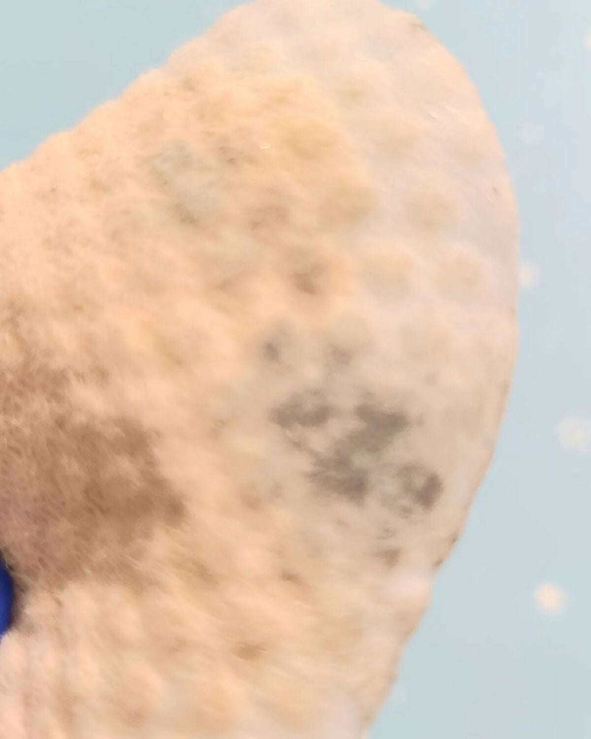 アリウル グリーンビタミンC トーニングセラム(アンプル)/Ariul/美容液を使ったクチコミ(6枚目)