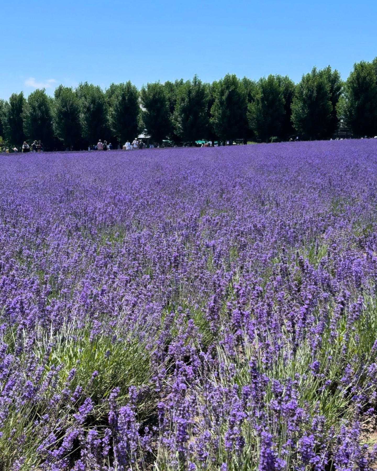 INCOCO インココ  マニキュアシート/インココ/ネイルシールを使ったクチコミ（2枚目）