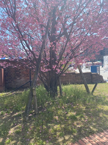 セラムマルチグロウデュオ/Borica/クリームハイライトを使ったクチコミ(6枚目)