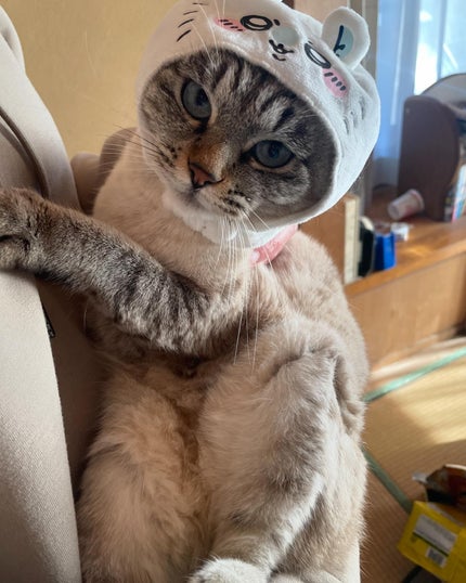 ミャオパウズアイシャドウパレット/MilleFée/アイシャドウパレットを使ったクチコミ(9枚目)