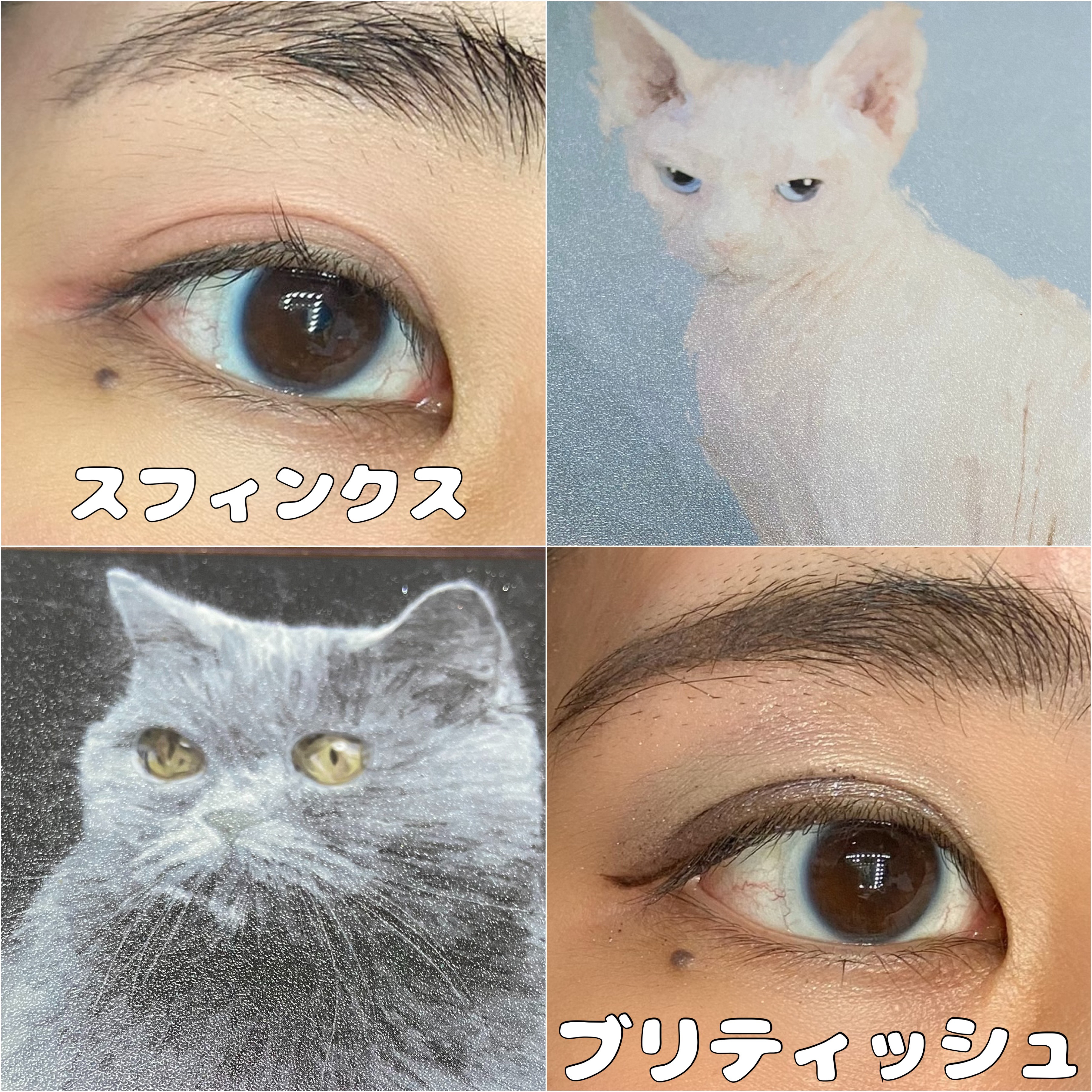 Mary’s 猫のチョコレートみたいなメイクアップパレットBOOK/宝島社/パウダーアイシャドウを使ったクチコミ（3枚目）