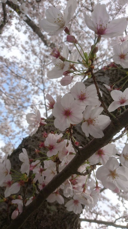 自己紹介/雑談/その他を使ったクチコミ(1枚目)