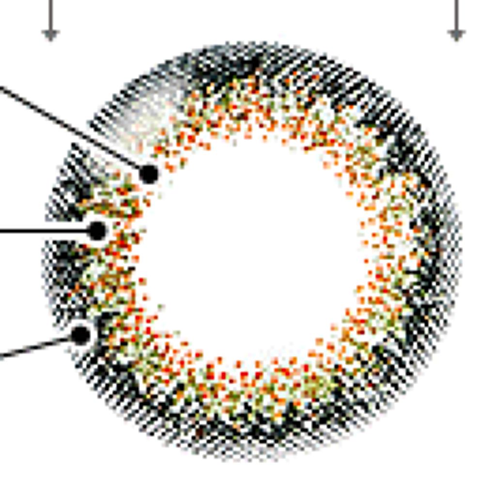 ワンデーアイレ ヴィフUV オリーブブラック