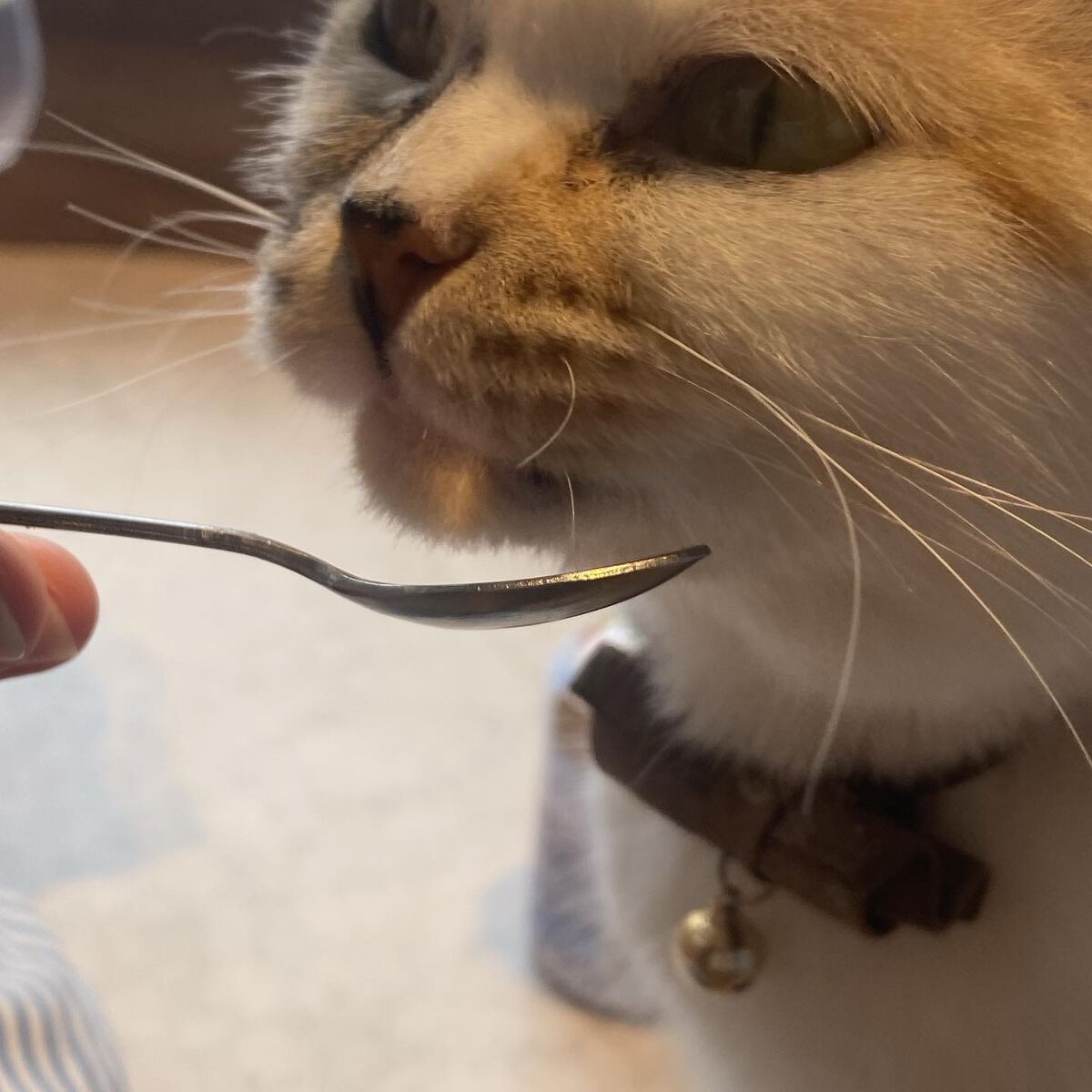 ふうせん @フォロバ100% on LIPS 「幼なじみと猫カフェ行ってきた♡♡今回は、猫喫茶空陸家新宿東口店..」(5枚目)