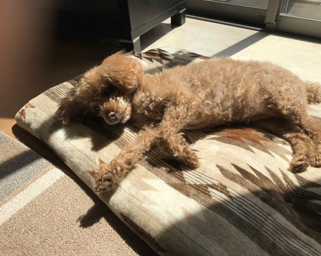 ハトムギ化粧水(ナチュリエ スキンコンディショナー R )/ナチュリエ/化粧水を使ったクチコミ(1枚目)