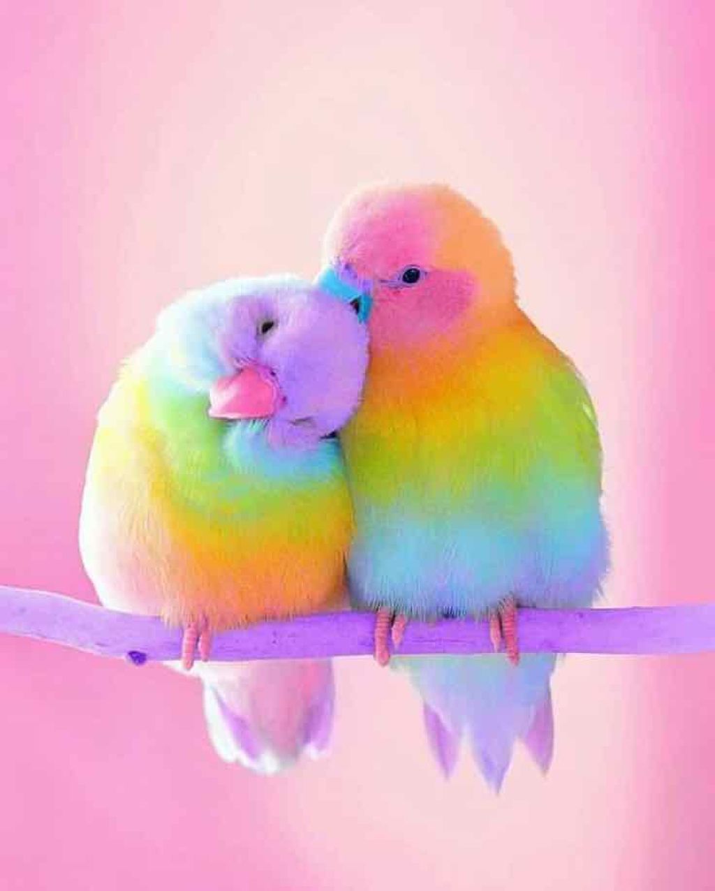 ちきん on LIPS 「完全なる雑談ですが教えてください!今度ヴィレッジヴァンガードに..」(1枚目)