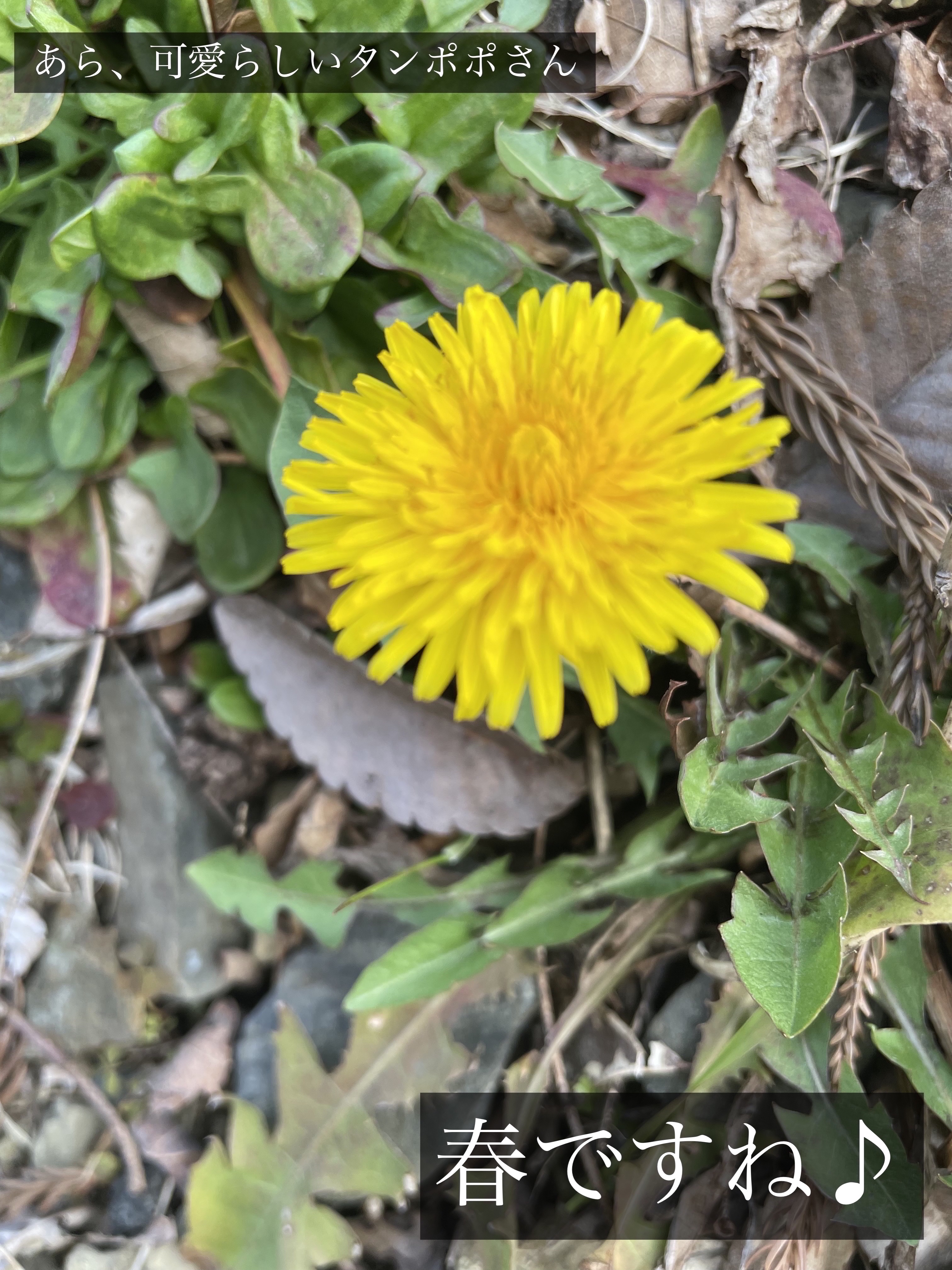 ショコラスウィート アイズ/リンメル ロンドン/アイシャドウパレットを使ったクチコミ（2枚目）