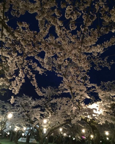 夜桜見に行きました✨綺麗だったなあ🌸 出店の桜カクテルも頂きましたおいしかった！ #雑談