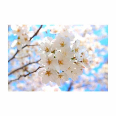 お久しぶりの投稿です😥なかなか投稿できず申し訳ありません。


もうみなさんはお花見はされましたか？🌸
ちなみに画像はCanonのEOSM10で撮りました
📷✨

今年は開花が早く、4月前なのに葉桜にな