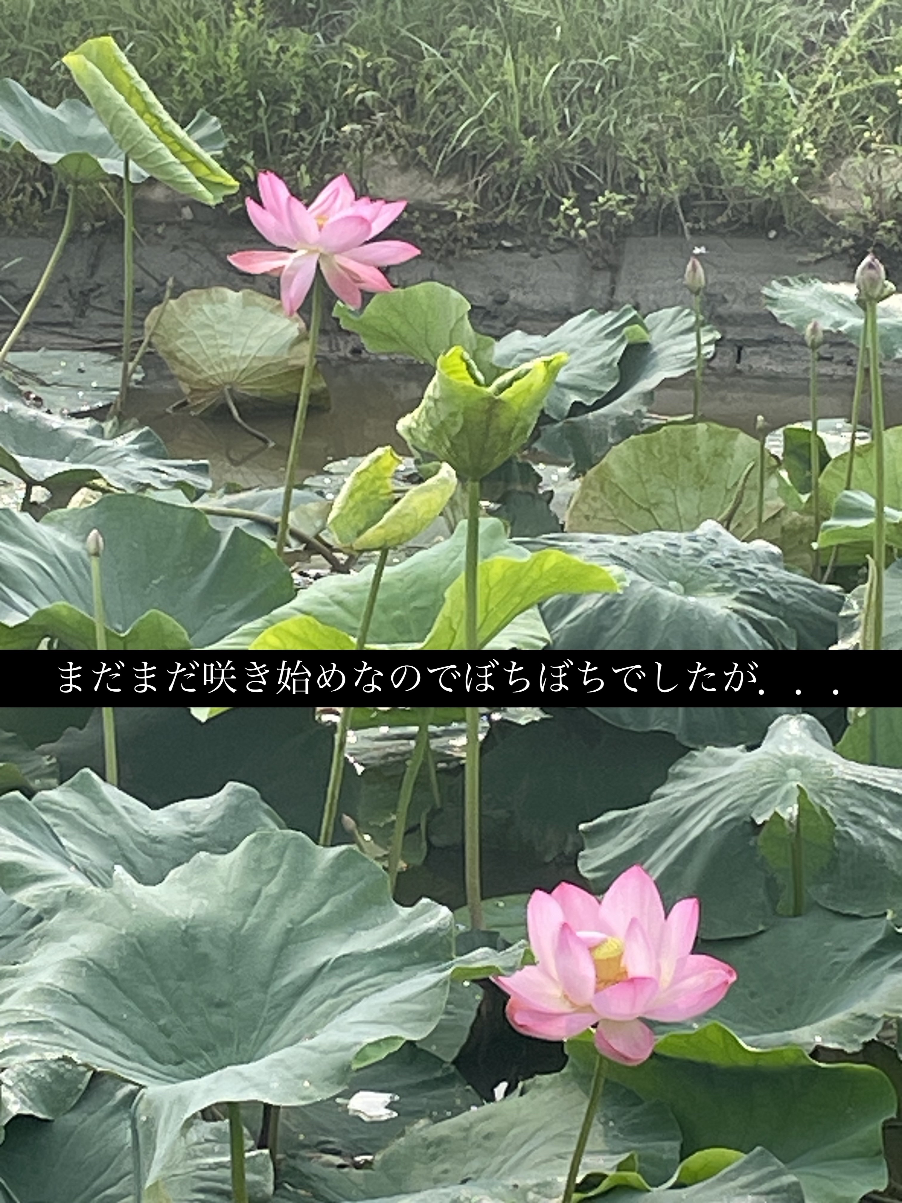 ディオール アディクト リップ マキシマイザー/Dior/リップグロスを使ったクチコミ（3枚目）