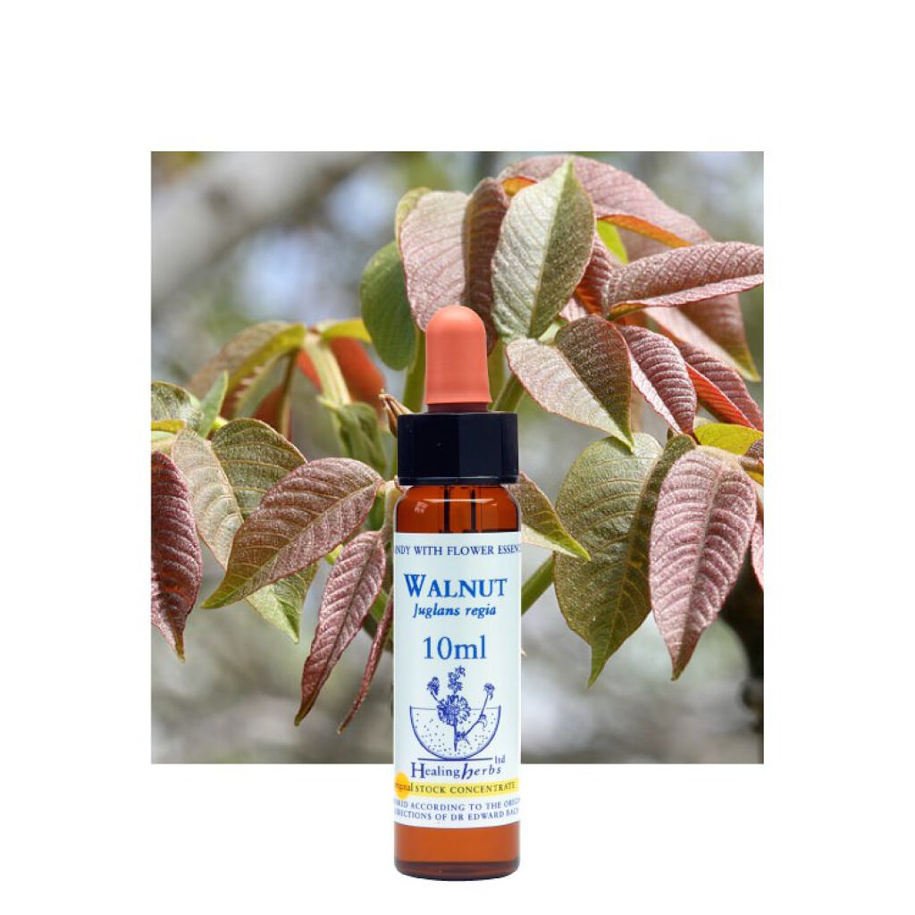 ヒーリングハーブフラワーエッセンス ウォールナット