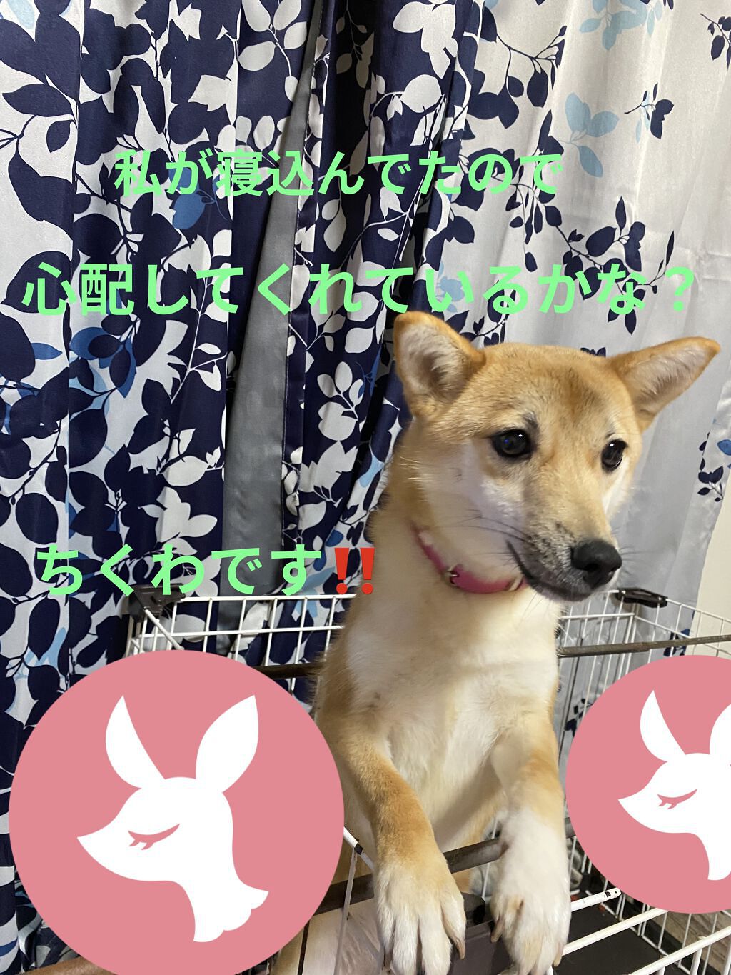 ラスティンググロスリップ/CEZANNE/口紅を使ったクチコミ（3枚目）