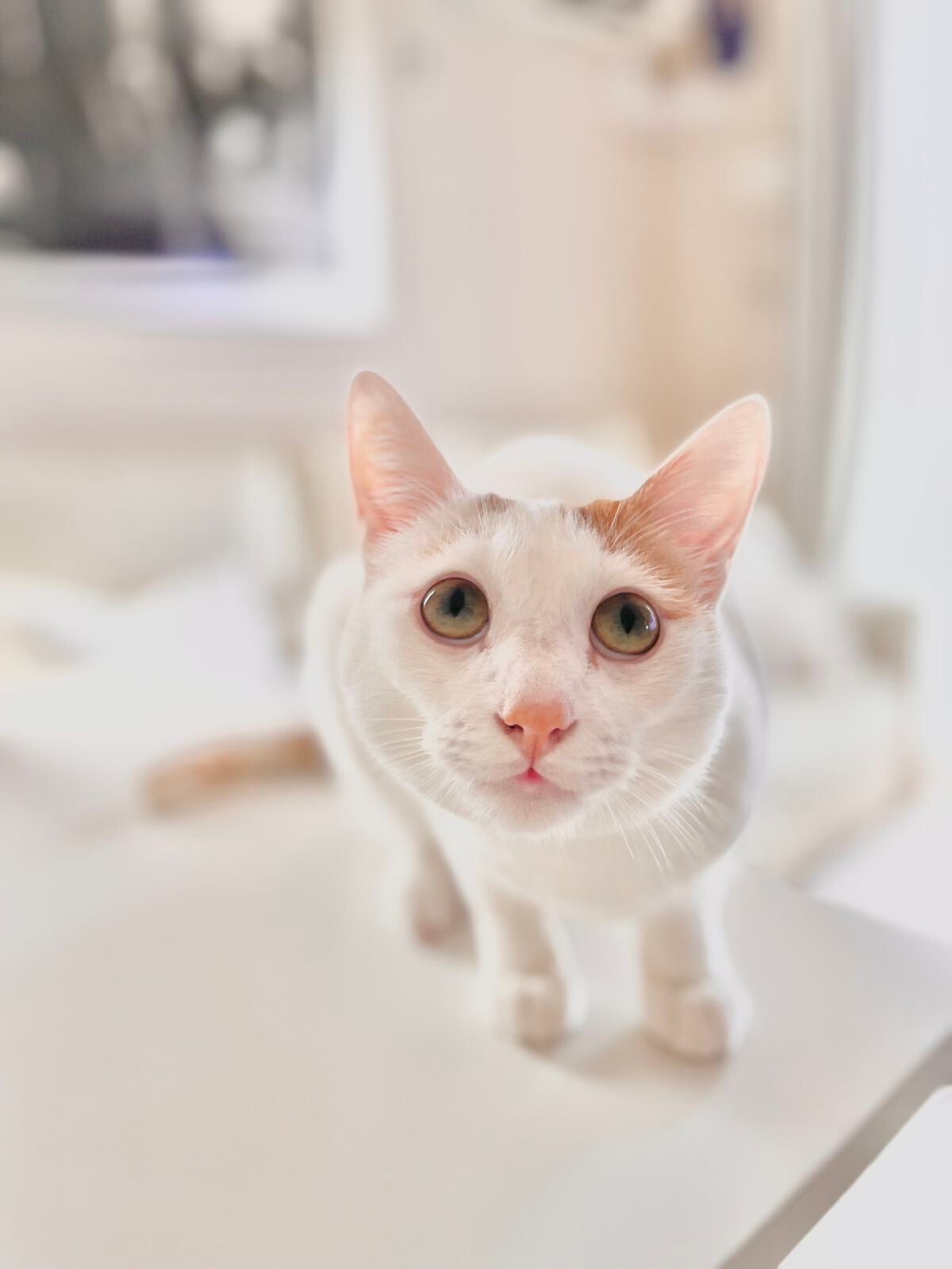 メイク用ヘアクリップ/sugar.C beauty/ヘアアクセサリーを使ったクチコミ(9枚目)