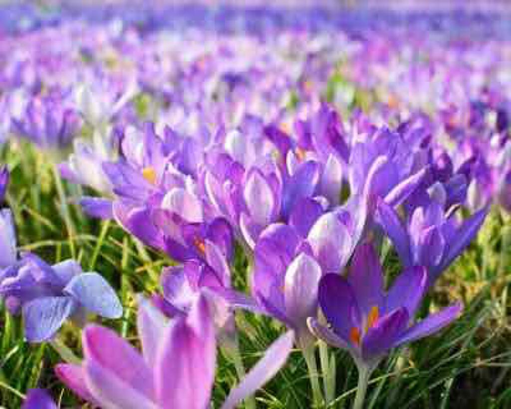 口紅(詰替用)/ちふれ/口紅を使ったクチコミ(4枚目)