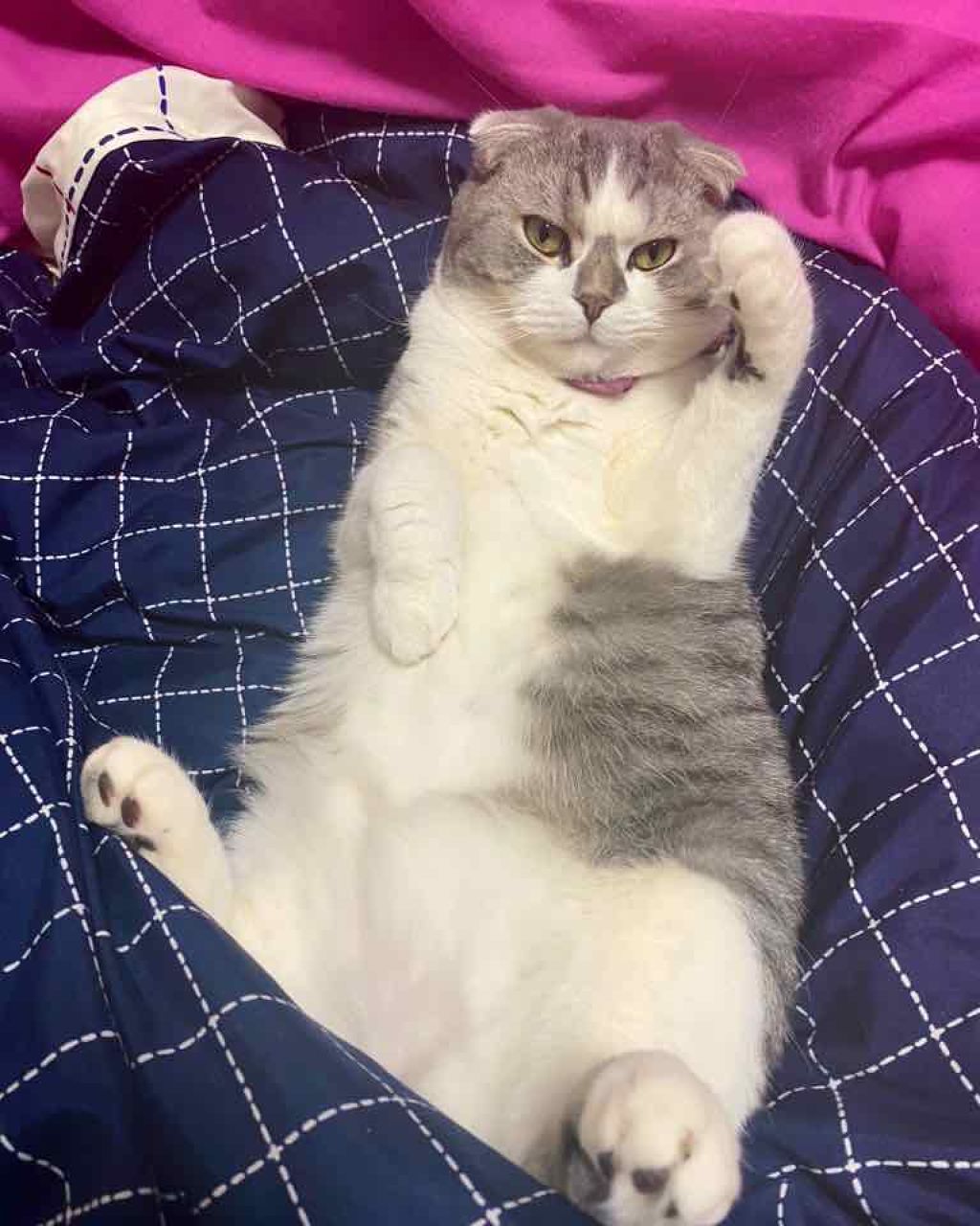 ザ・オリジナル ノーマル/TANGLE TEEZER/ヘアブラシを使ったクチコミ(1枚目)