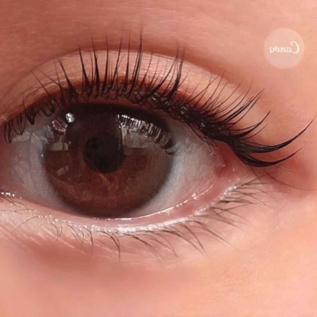 リシェルラッシュセラム/Richelle LASH serum/まつげ美容液を使ったクチコミ(4枚目)