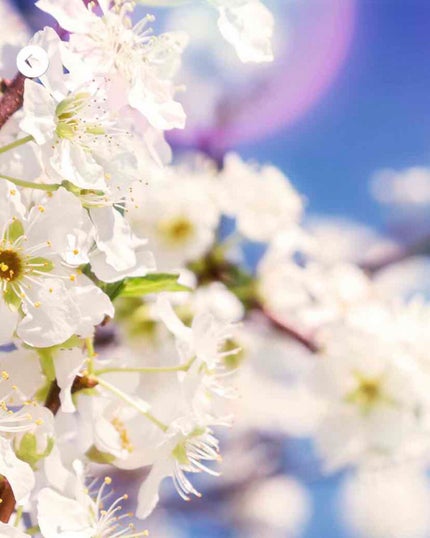 ラ コレクシオン プリヴェ クリスチャン ディオール サクラ オードゥ パルファン/Dior/香水(レディース)を使ったクチコミ(2枚目)