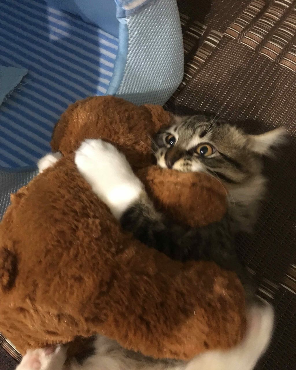 リナリア on LIPS 「こんにちは、リナリアです☆…ほんとに質問が多いやろうでごめんな..」(1枚目)