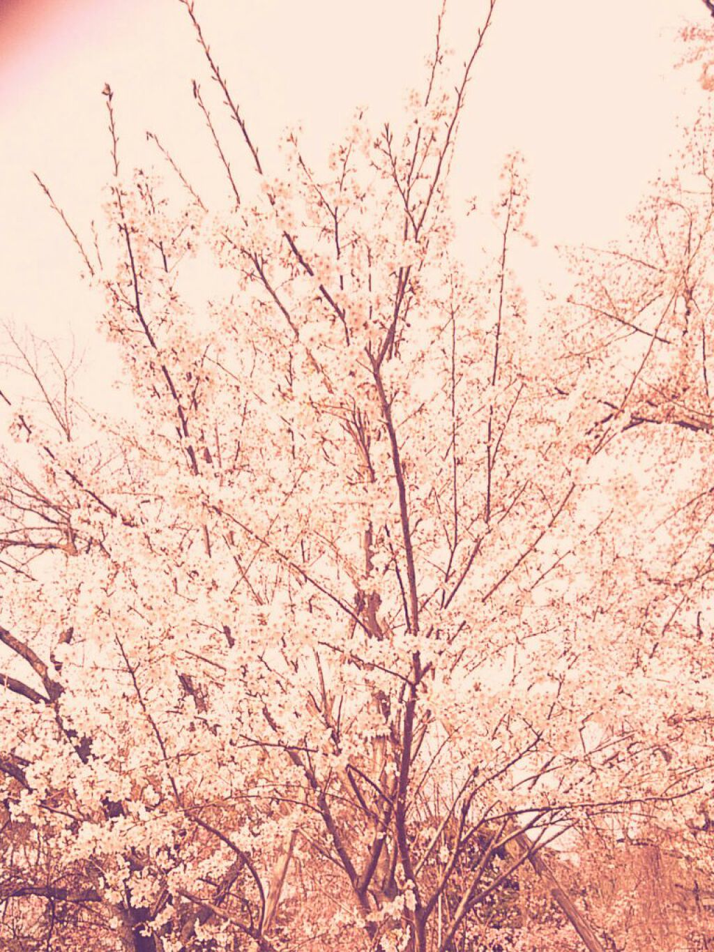 ニベアクリーム/ニベア/ボディクリームを使ったクチコミ（1枚目）