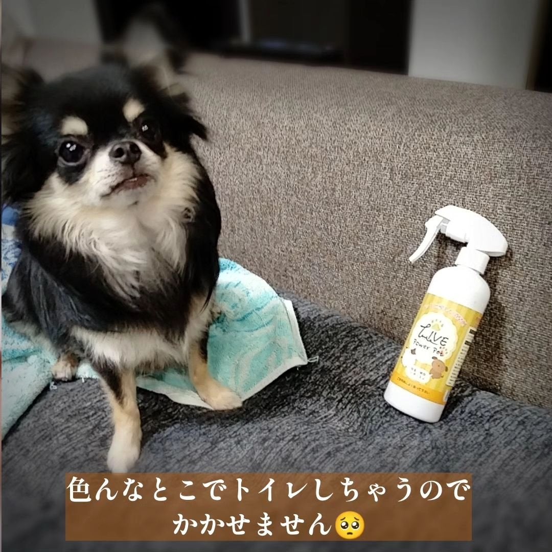 くうたろ on LIPS 「パワーサポート様よりいただきました🙇♀ペット用の消臭スプレー..」(4枚目)