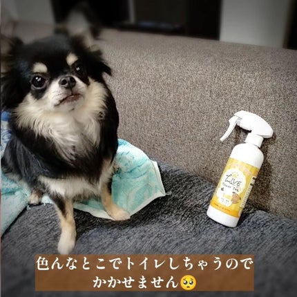 くうたろ on LIPS 「パワーサポート様よりいただきました🙇♀ペット用の消臭スプレー..」(4枚目)