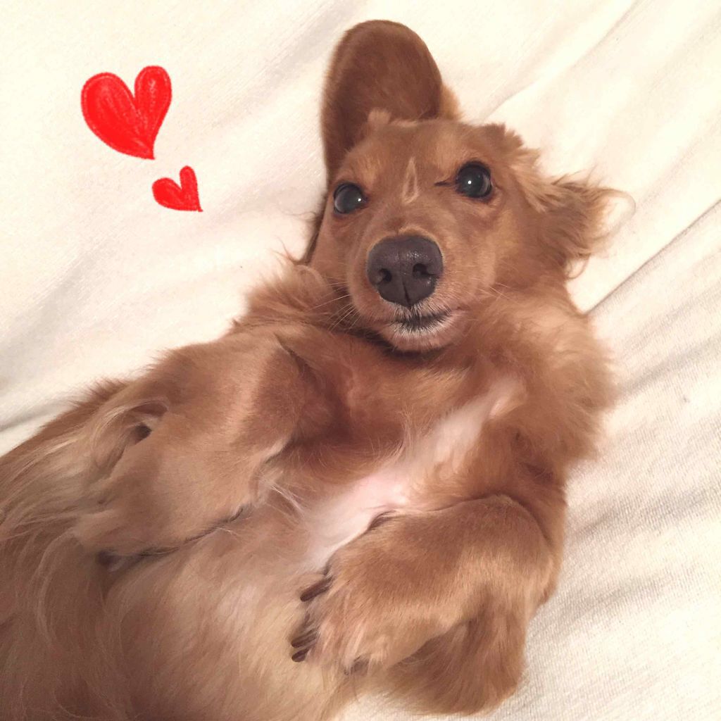 こんにちは💞
見ていただきありがとうございます♡
自己紹介させていただきます^^*

🐰私について
【名前】ふう
【年齢】18
【家族】8人＋愛犬(まろん)
【住み】東北地方の田舎です🌻
【身長】154cm
【体重】45kg
【血液型