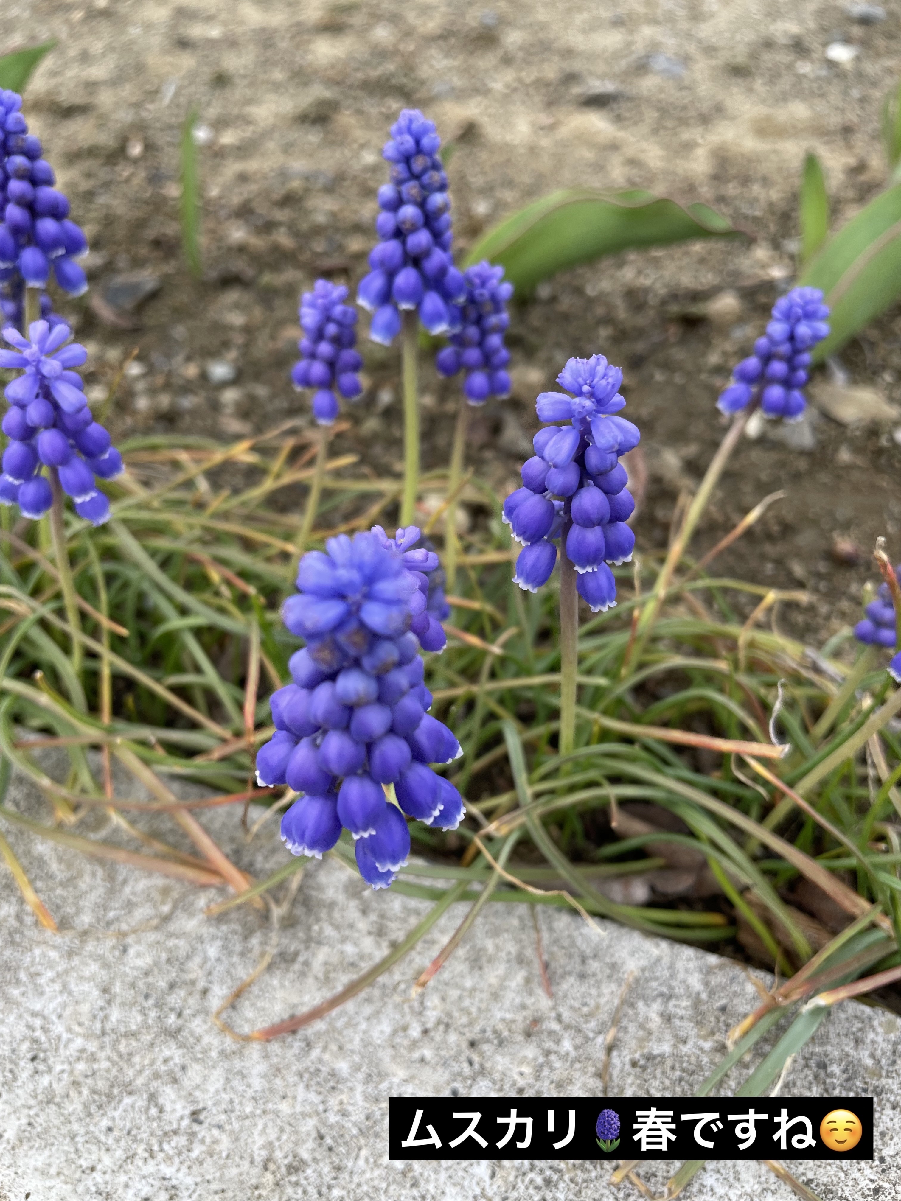 プティパレットアイズ/キャンメイク/パウダーアイシャドウを使ったクチコミ（2枚目）