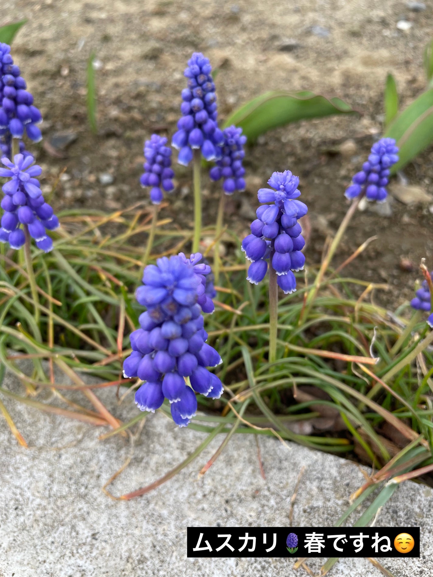 ケイト リップモンスター/KATE/口紅を使ったクチコミ(2枚目)