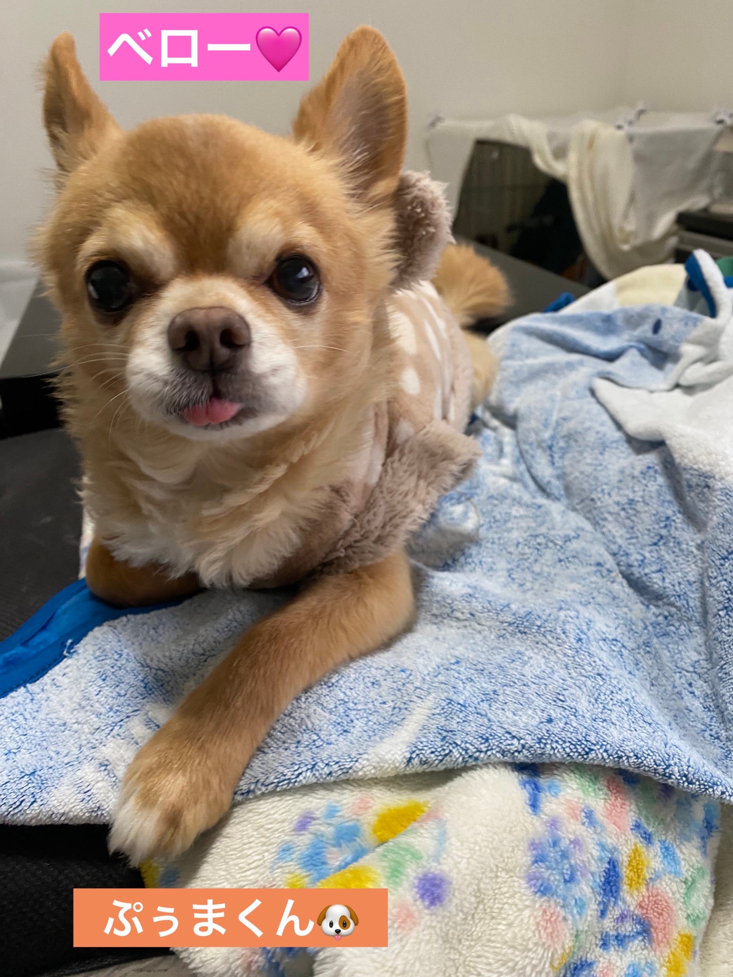 フェイスグロウカラー/CEZANNE/クリームハイライトを使ったクチコミ(9枚目)