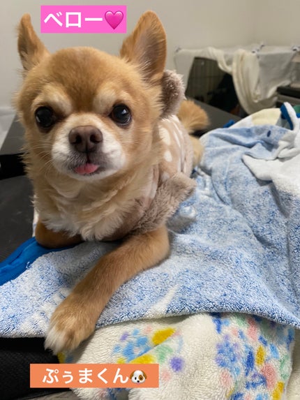 フェイスグロウカラー/CEZANNE/クリームハイライトを使ったクチコミ(9枚目)