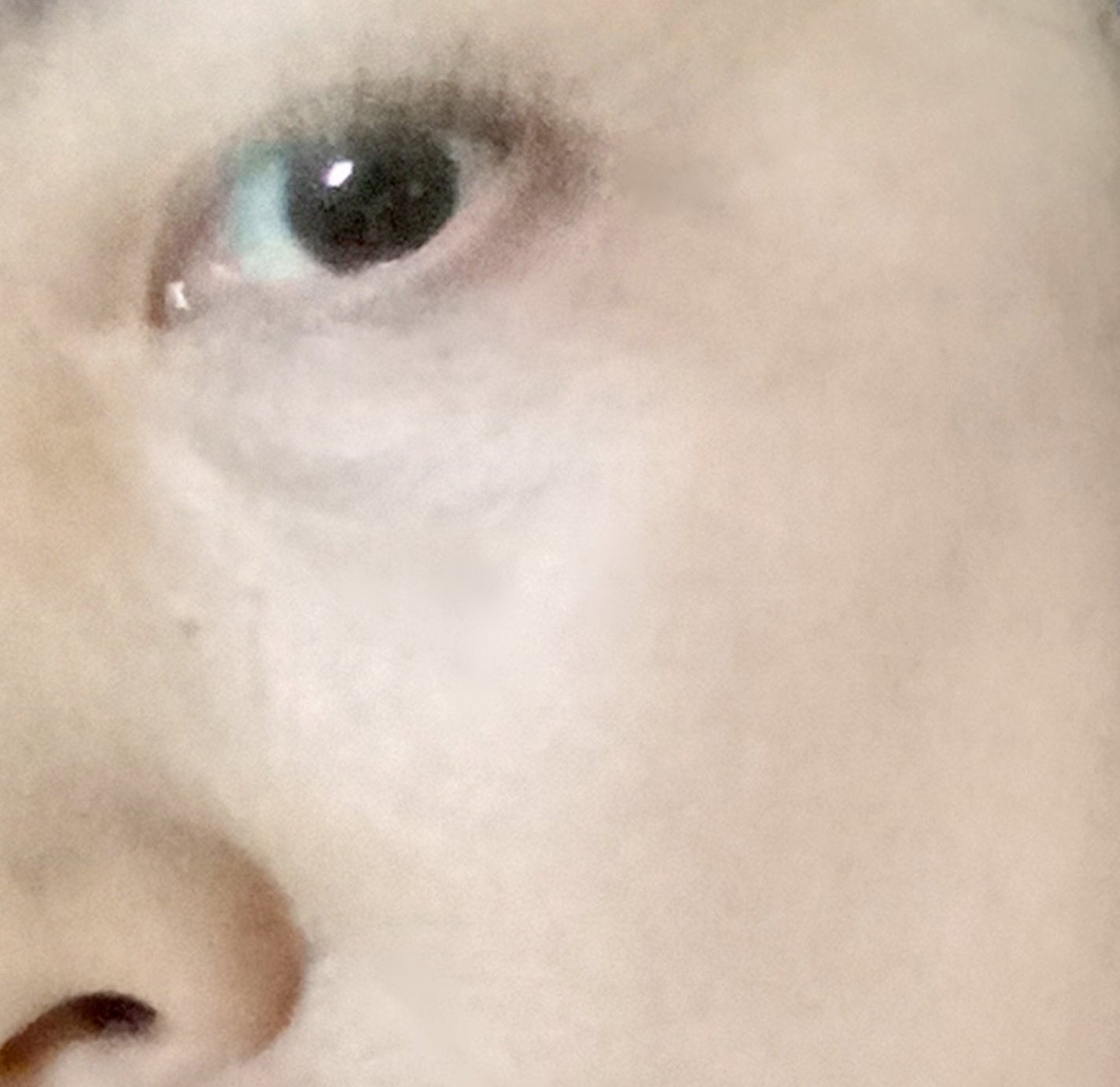 フィットカバー ファンデーション/クエリー/クリーム・エマルジョンファンデーションを使ったクチコミ(6枚目)