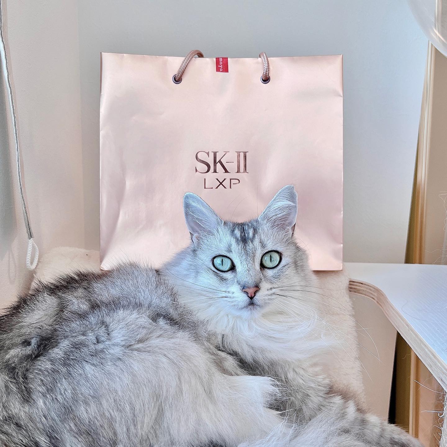 SKⅡでお買い物してきた🤍
なぜか今回金ピカの袋に入れてくれたんだけど、なんでだろ😳💛この袋初めて見た！

今回購入したのは、CA時代大変お世話になった①ホワイトニングマスク（医薬部外品）と、秋冬の鉄板②トリートメントオイル。

①は