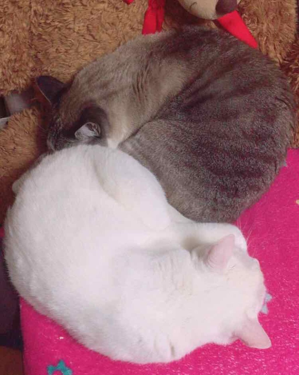 ありんこ on LIPS 「初雑談が、質問で申し訳ないんですが質問です!ヒロインメイクのロ..」(1枚目)