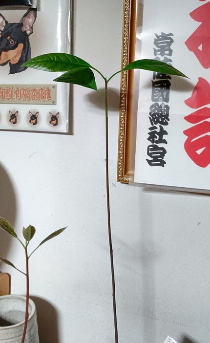 ガラス花瓶/DAISO/その他を使ったクチコミ(3枚目)