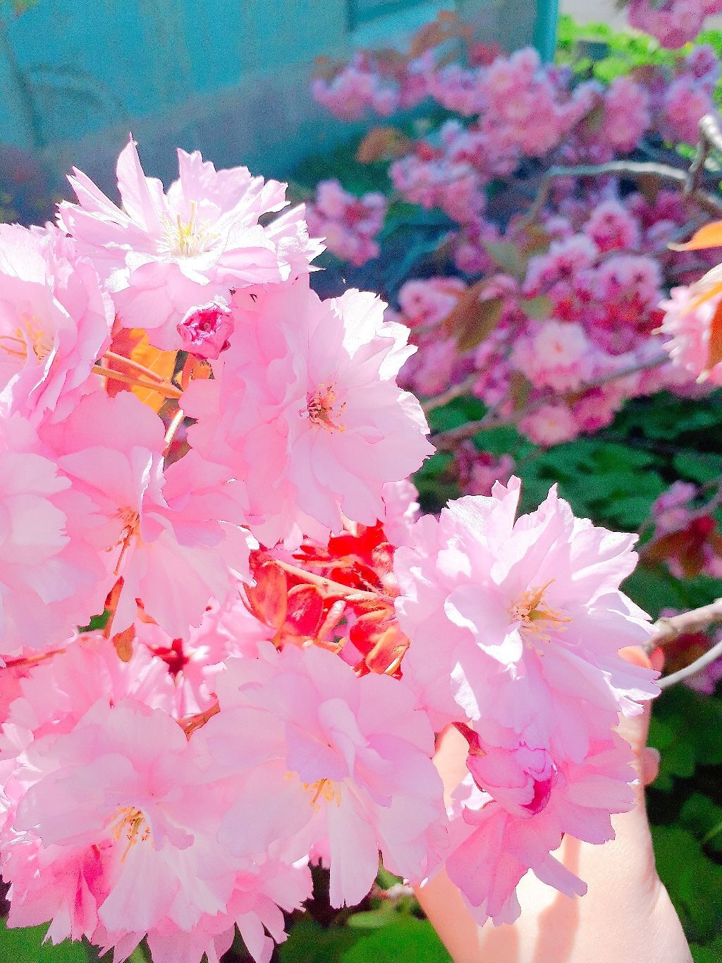 薬用リップスティックXD/メンソレータム/リップクリームを使ったクチコミ(2枚目)