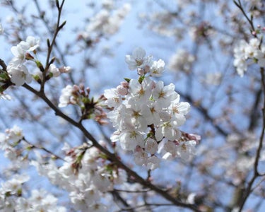 ◎そろそろ春かな*❀٭

この前の休みに桜が綺麗に咲いてたので、
写真を撮ってみました(*´ω｀*)