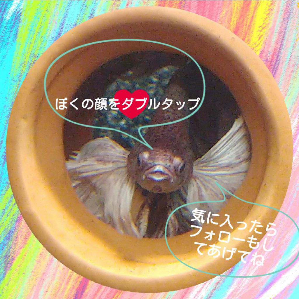 白潤プレミアム薬用浸透美白化粧水/肌ラボ/化粧水を使ったクチコミ（2枚目）