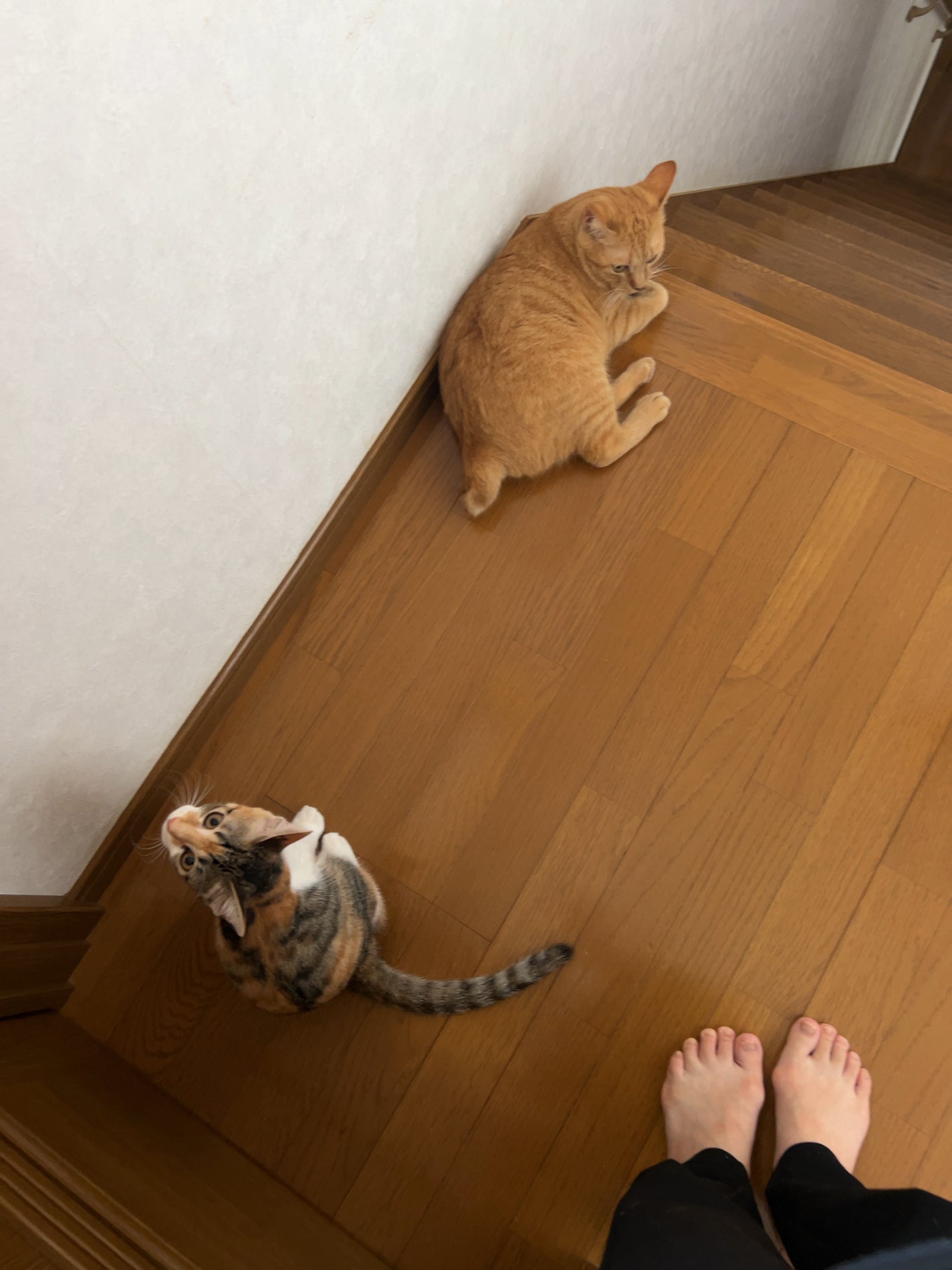 リップモンスター クリアトーン/KATE/口紅を使ったクチコミ(3枚目)