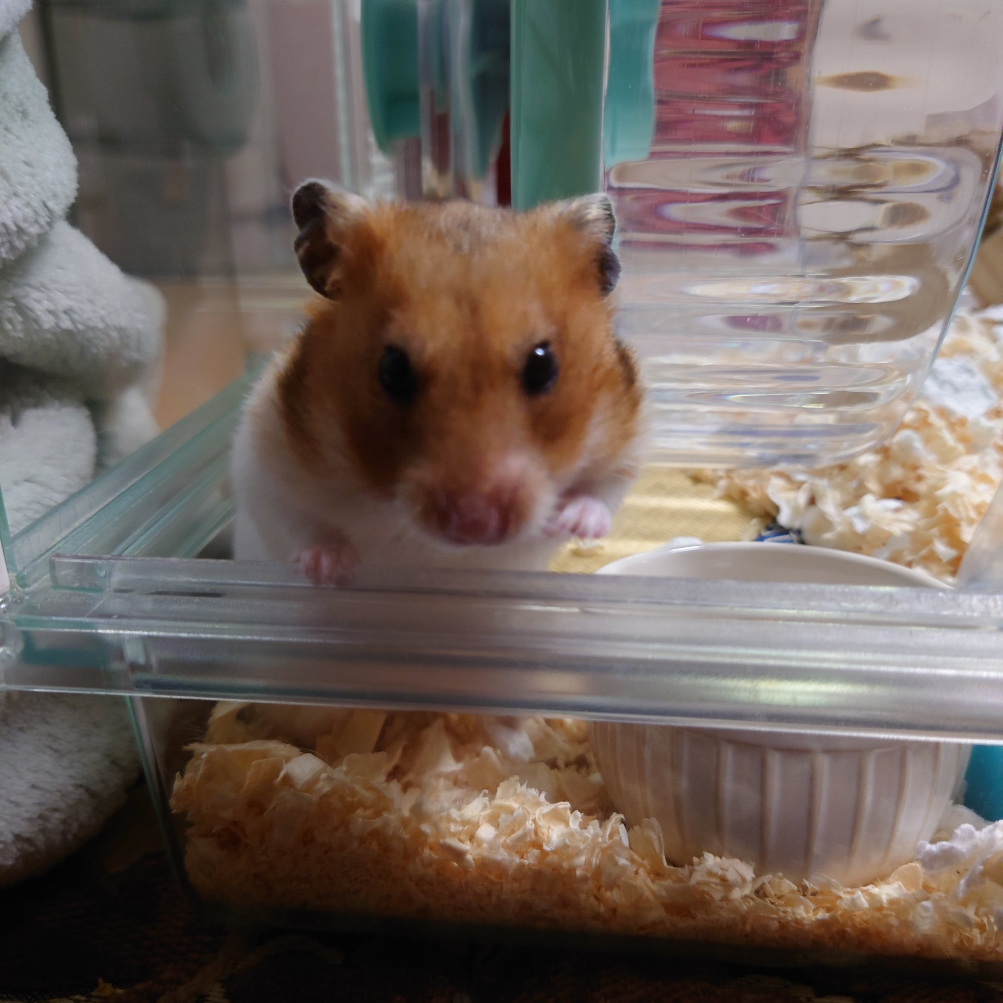 エティア クールワンデー ルビー/Etia./ワンデー（１DAY）カラコンを使ったクチコミ（1枚目）