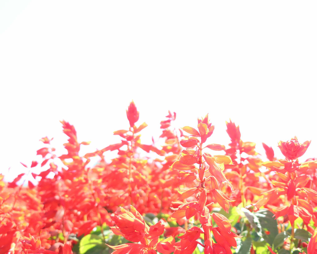 DHC はとむぎエキス/DHC/健康サプリメントを使ったクチコミ（1枚目）