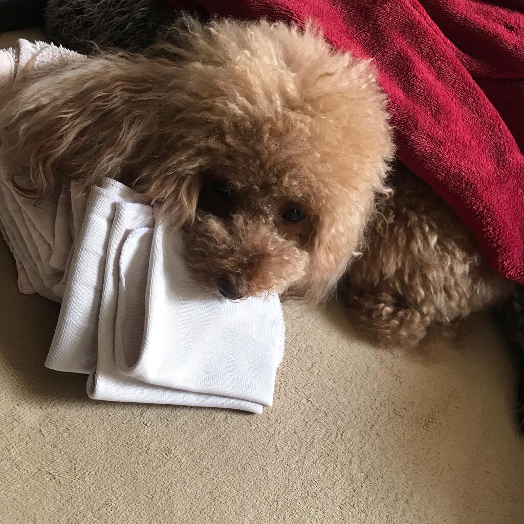 榎本みか on LIPS 「みんなほんまに可愛い😍#happy#幸せ#toypoodle#..」(3枚目)